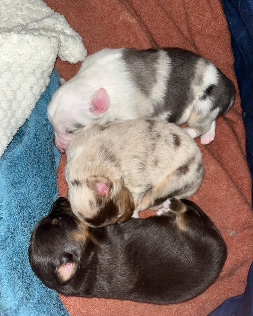 Newborn Aussie Puppies