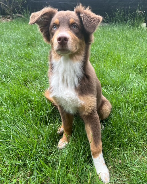 Red Tri Aussie