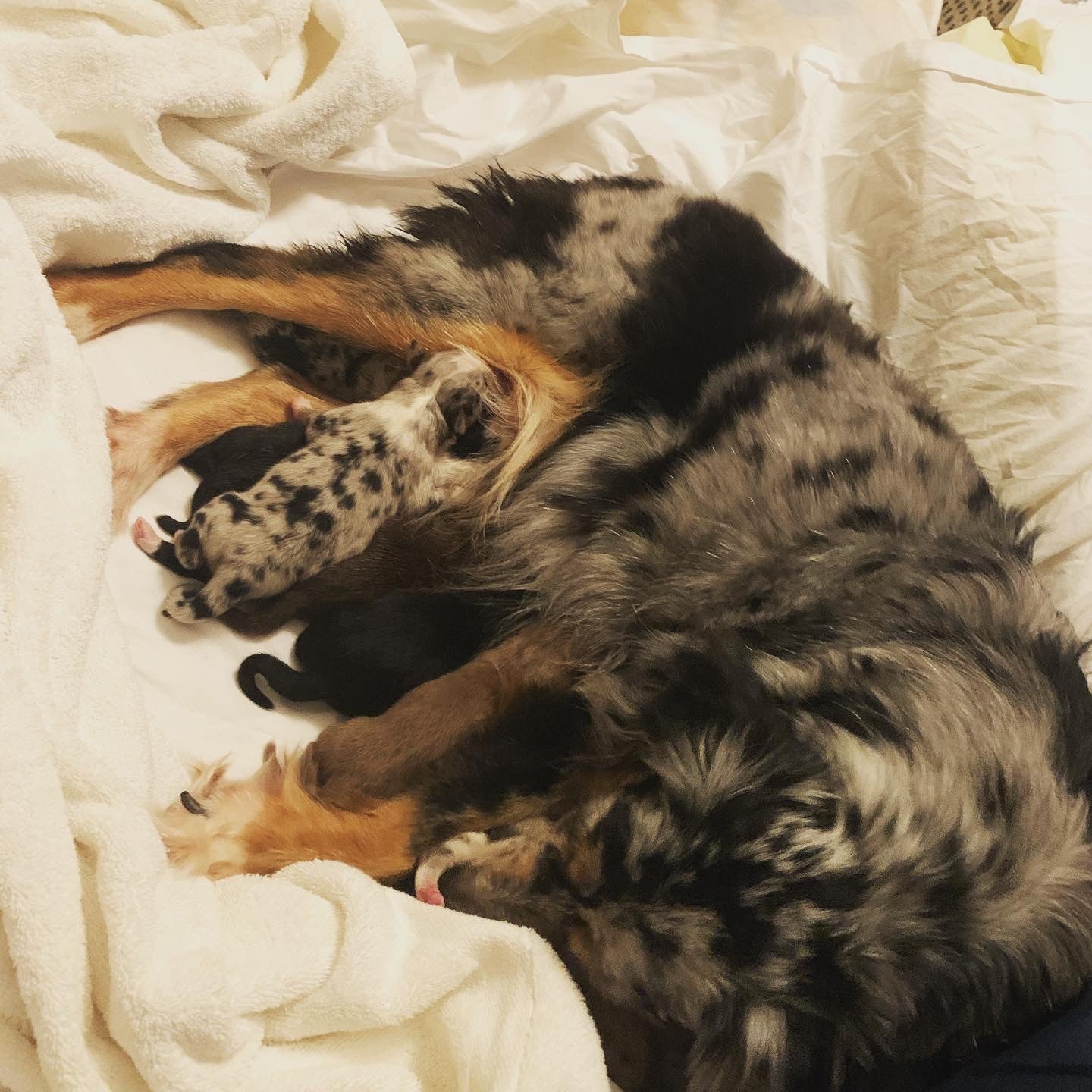 Aussie Puppies Sleeping With Mom