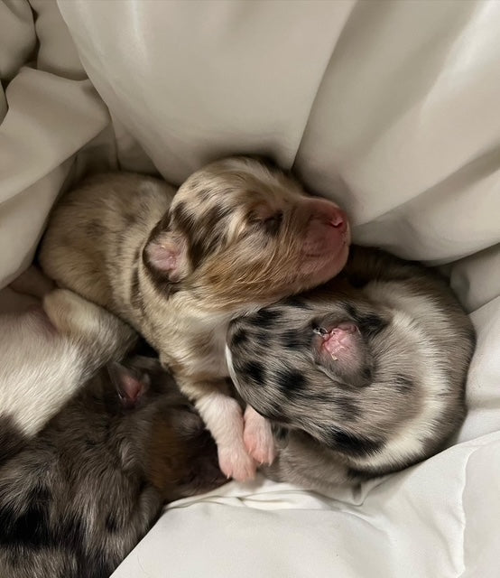 Sleeping Newborn Puppies