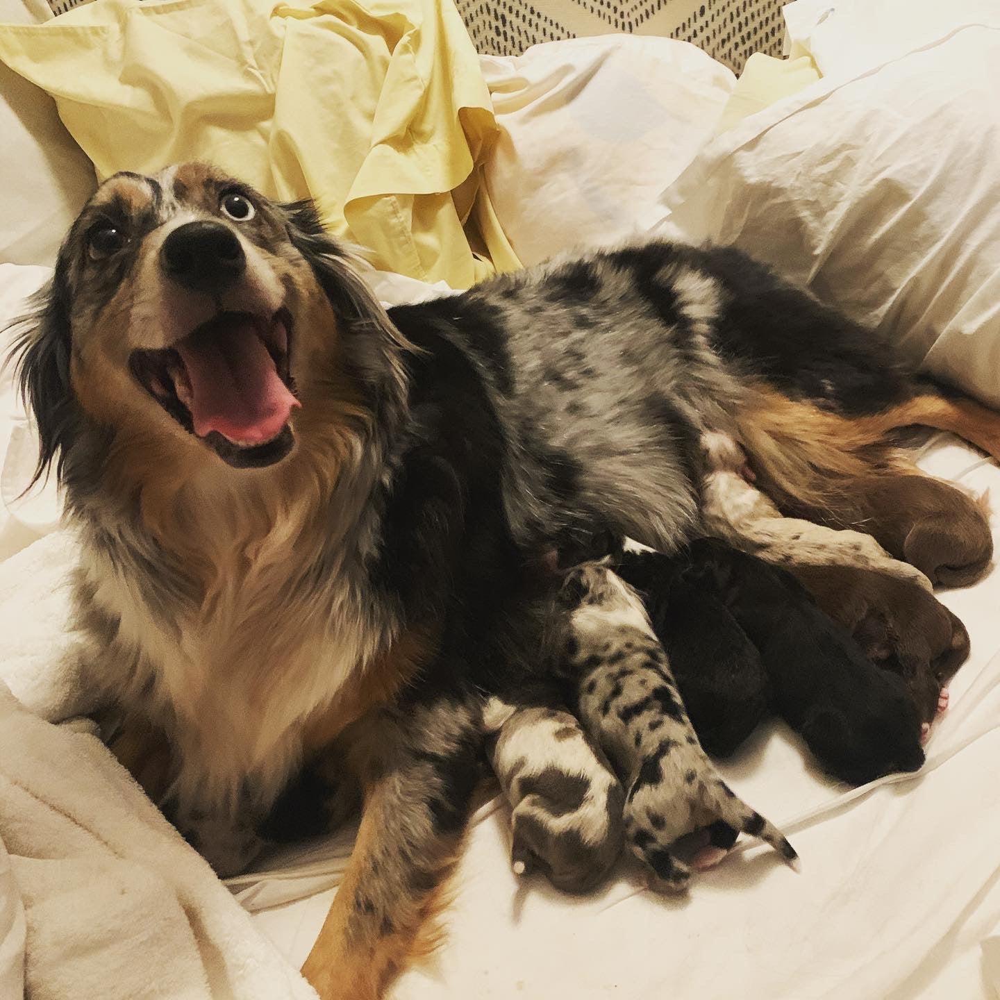 Aussie Mom And Puppies