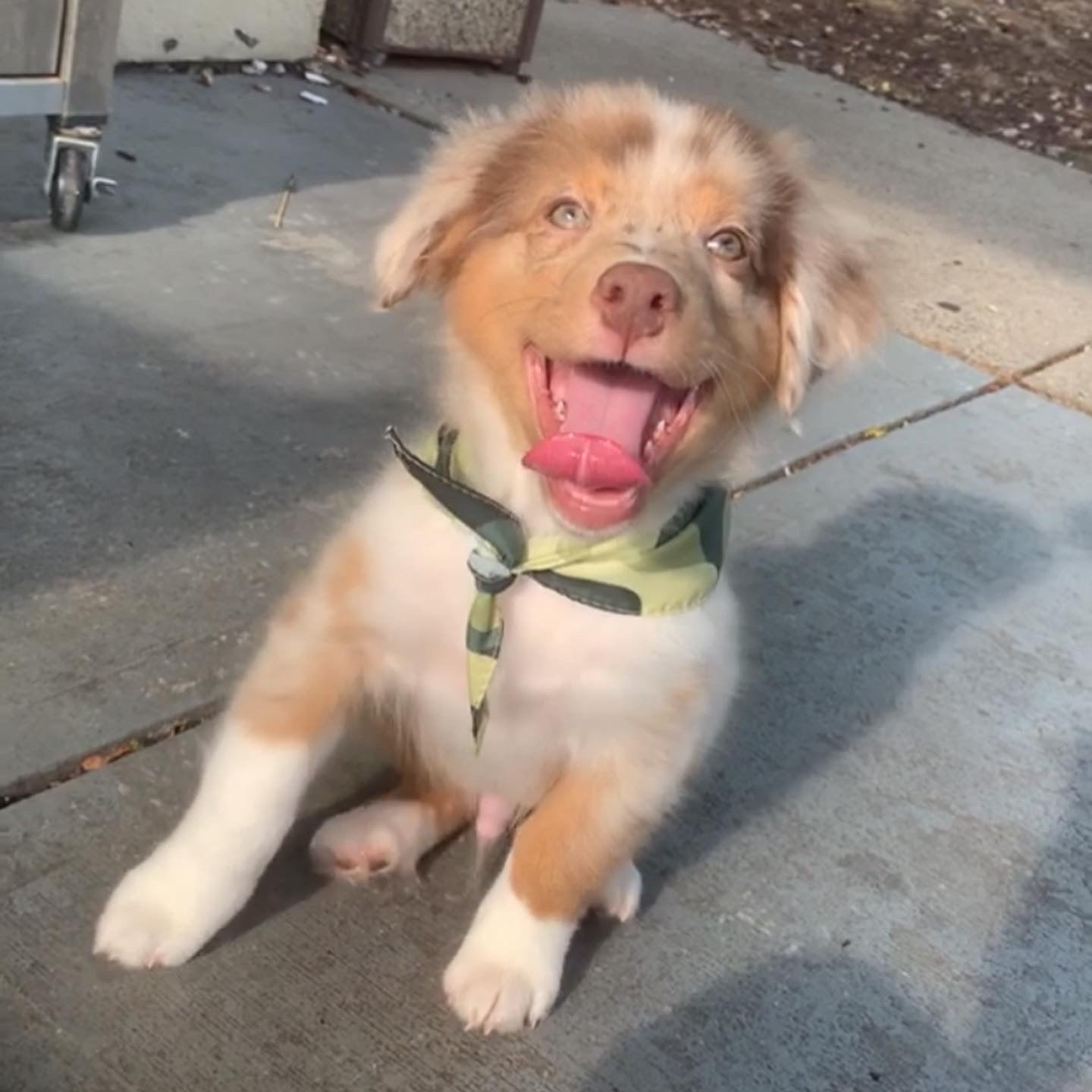 Red Merle Aussie Pupy