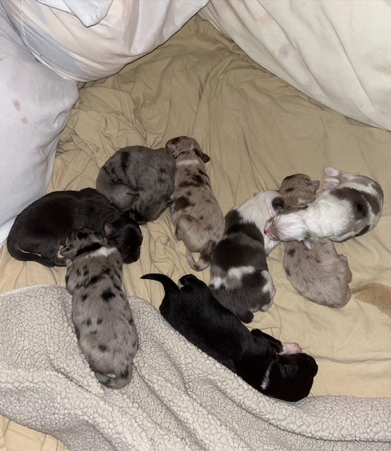 Sleeping Aussie Puppies