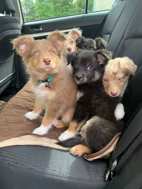 Aussie Puppies In Car