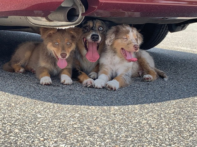 Aussie Pups Under Car