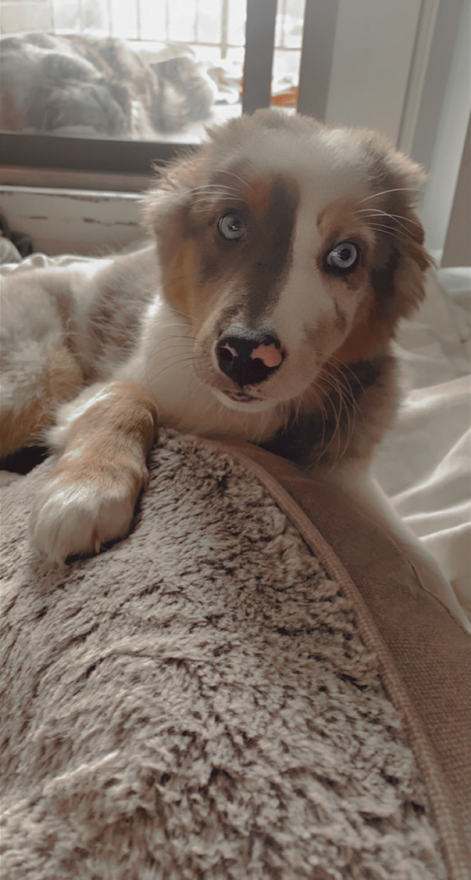 Aussie Puppy Blue Eyes
