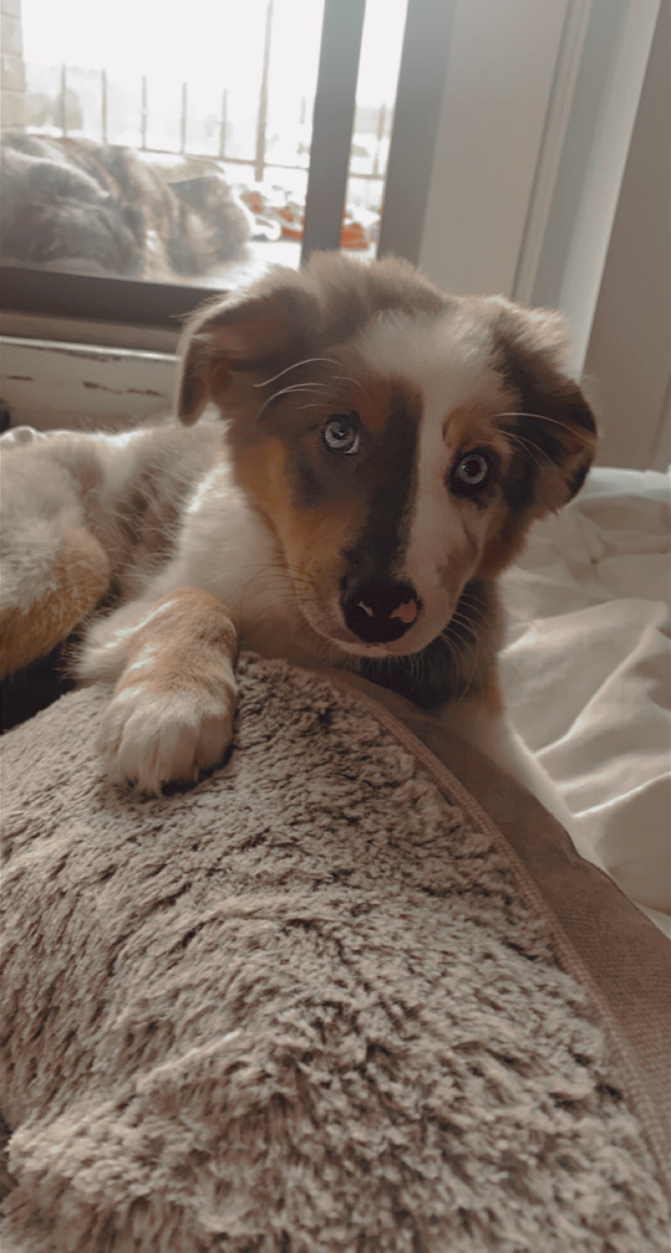 Merle Aussie Puppy