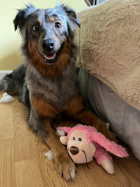 Blue Merle Aussie