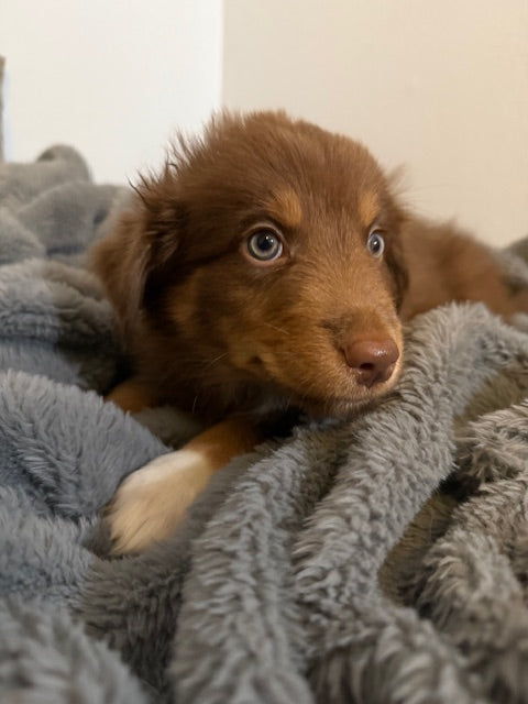 Baby Ruth - CT AUSSIES