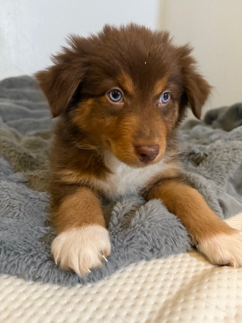 Tootsie - CT AUSSIES