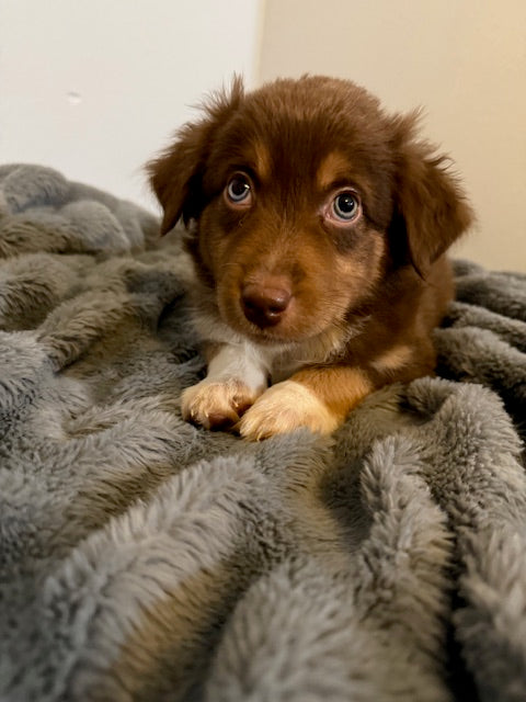 Hershey - CT AUSSIES