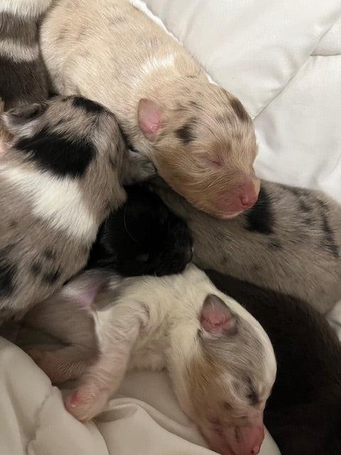 Newborn Sleeping Aussie Puppies