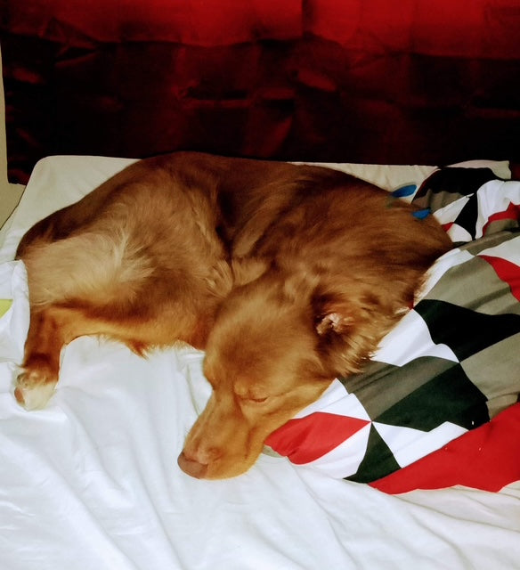 Red Tri Aussie
