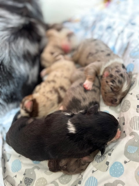 Newborn Aussie Puppies