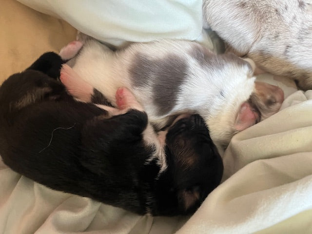 Sleeping Newborn Aussie Puppies
