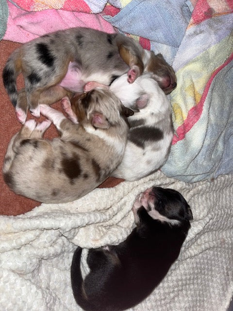 Newborn Sleeping Aussie Puppies