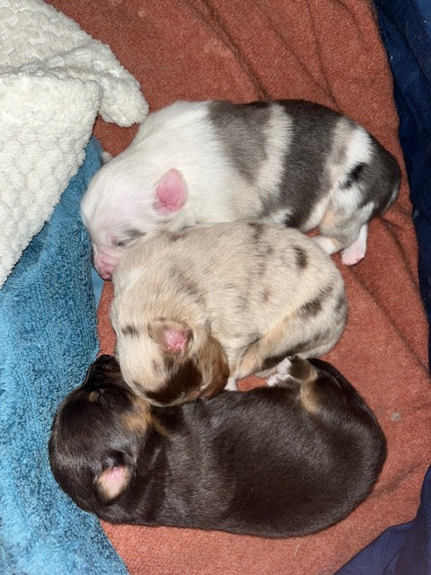 Newborn Sleeping Aussie Puppies