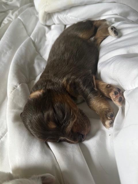 Red Tri Aussie Puppy