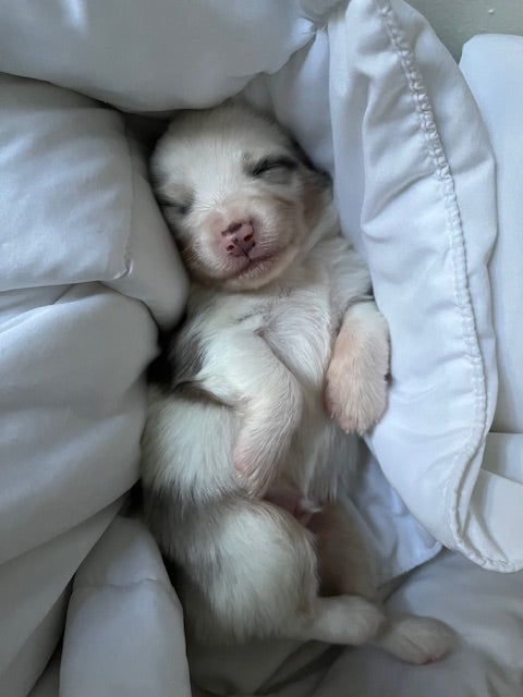 Newborn Sleeping Aussie Puppy