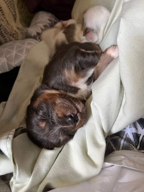 Newborn Sleeping Aussie Puppies