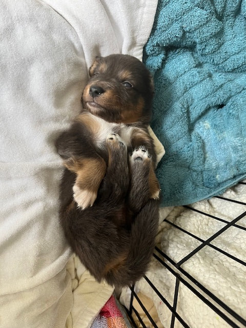 Newborn Sleeping Aussie Puppy