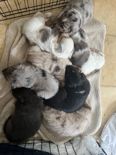 Newborn Sleeping Aussie Puppies