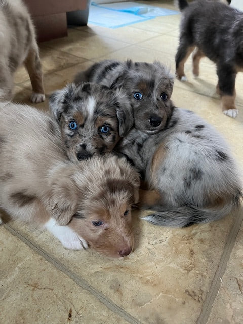 Merle Aussie Puppies Cuddling
