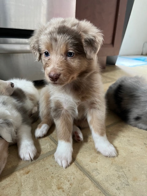 Female Red Merle Aussie Puppy