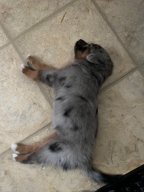 Newborn Sleeping Aussie Puppy