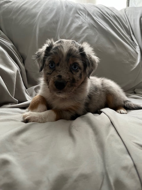 Blue Merle Aussie Puppy