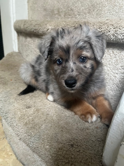 Blue Merle Aussie Puppy