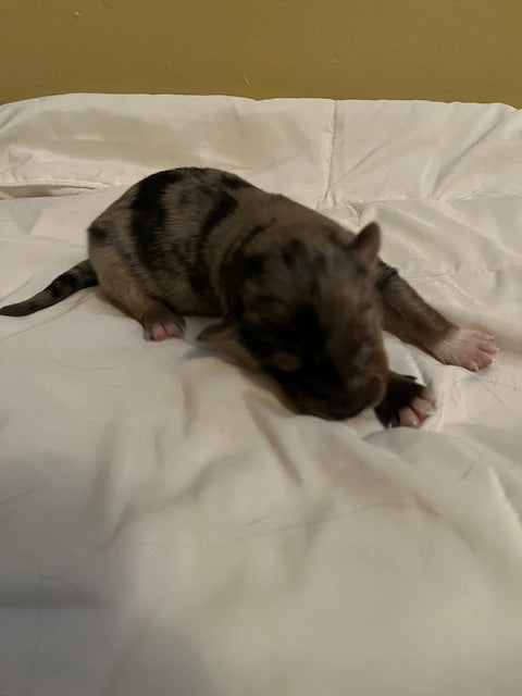 Blue Merle Aussie Puppy