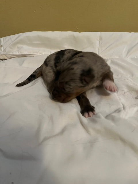 Blue Merle Aussie Puppy