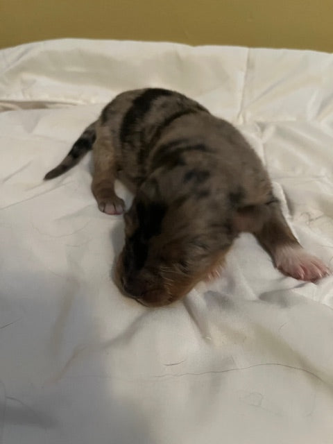 Blue Merle Aussie Puppy