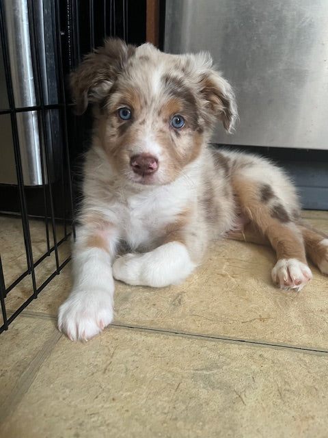 Red Merle Aussie Puppy
