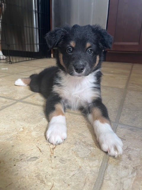 Black Tri Aussie Puppy