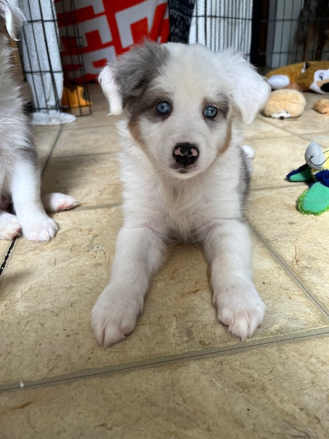 Merle Boy Aussie Puppy