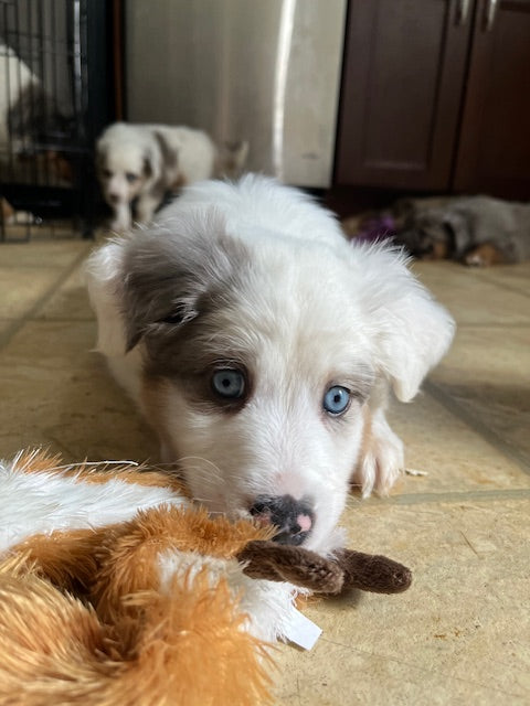 Merle Boy Aussie Puppy