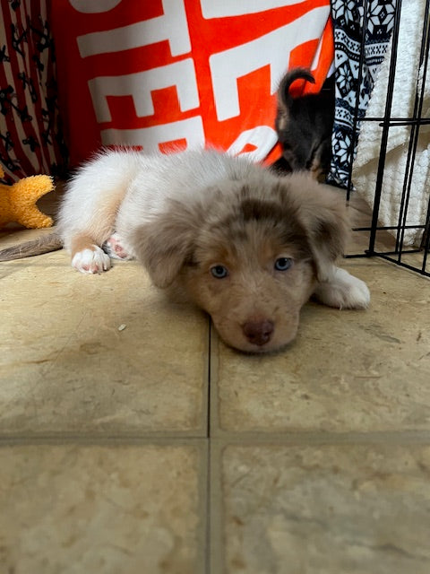 Red Merle Aussie Puppy