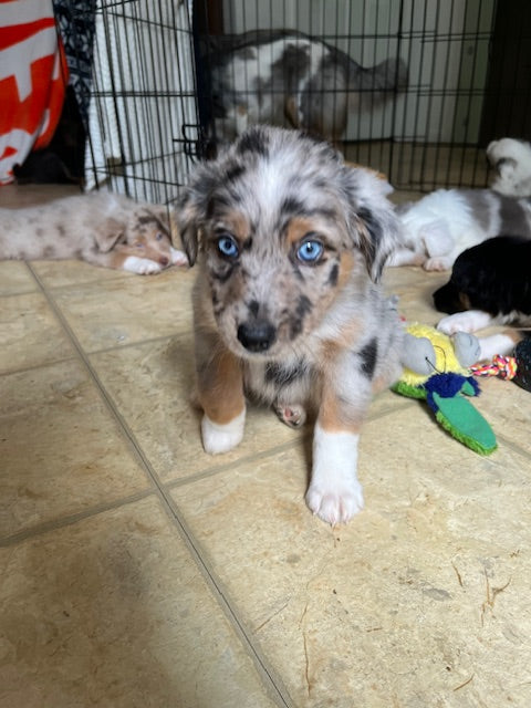 Blue Eyed Merle Aussie Puppy