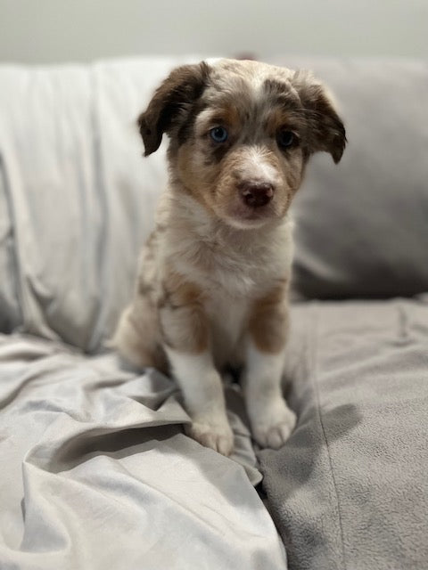 Red Merle Aussie Puppy