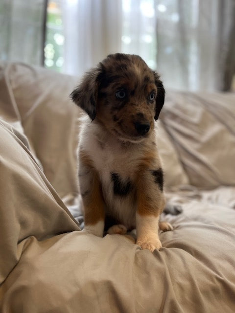 Blue Merle Aussie Puppy