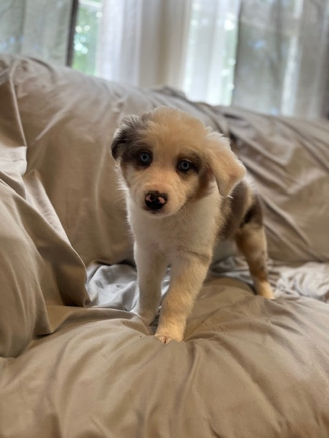 Merle Aussie Puppy Boy