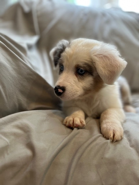 Male Merle Aussie Puppy