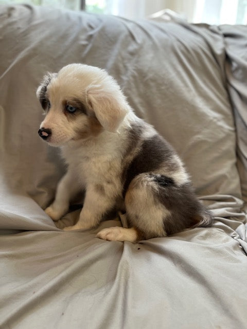 Male Merle Aussie Puppy