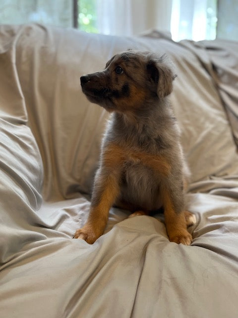 Merle Female Aussie Puppy