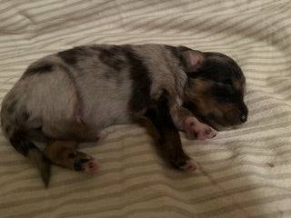 Blue Merle Aussie Puppy