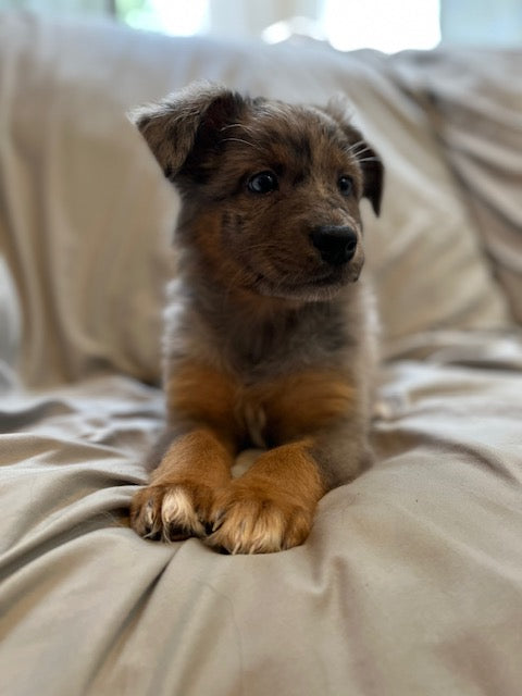 Merle Female Aussie Puppy