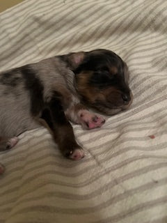 Blue Merle Aussie Puppy