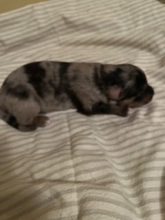 Blue Merle Aussie Puppy